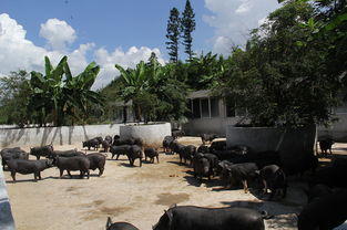 罗平县牲畜养殖污染治理迈上新台阶