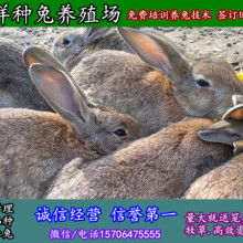  三门县招宝牲畜专业合作社 主营 种兔 野兔 鸽子 山羊