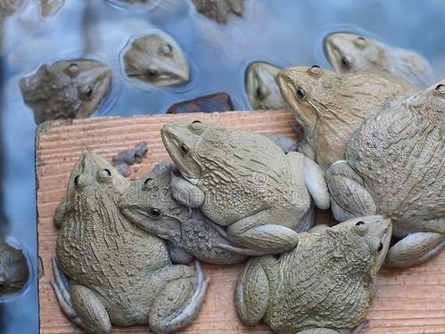 为什么说养殖的牛蛙,是食品安全的重灾区 次次抽检次次超标
