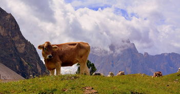 牛,白云岩,休息,普拉托,宁静,草,母牛,牲畜,性质,动物